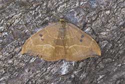 Oak Hook-Tip